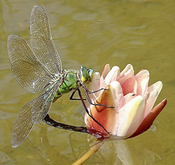 emperor